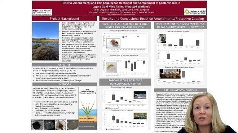 Reactive Amendments and Thin Capping for Treatment and Containment of Legacy Gold Mine Tailing Impacted Wetlands